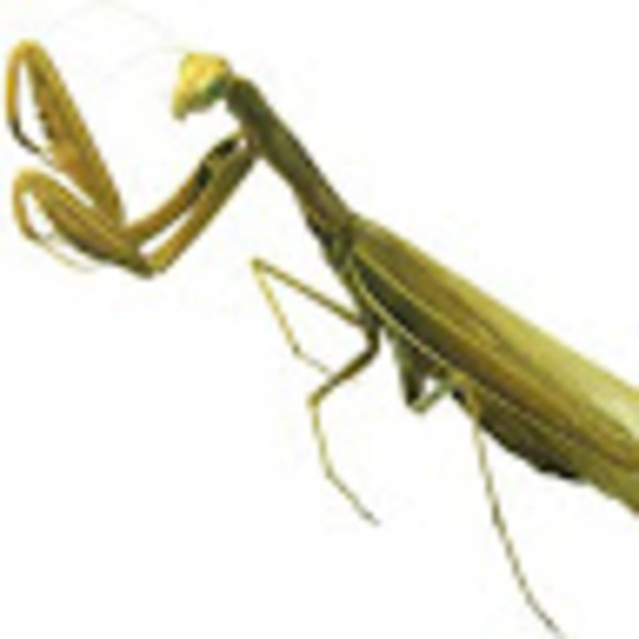 Profile Picture of Stacey Adair (@spaceystacey69) on Poshmark