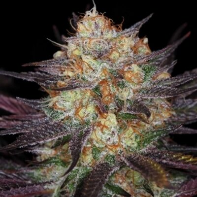 Profile Picture of Chris Schuermann (@@ChrisSchuerman5) on Twitter