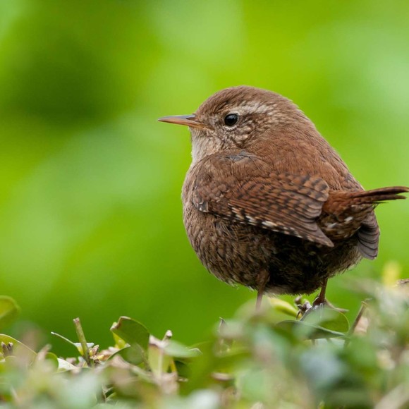 Profile Picture of Merlin Peter (@utomato017) on Poshmark