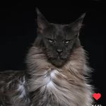 Profile Picture of Ameya Phadnis (@amu_sunshine) on Instagram