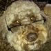 Profile Picture of Charlie TheLabradoodle (@Charlie-TheLabradoodle) on Facebook