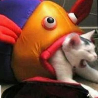 Profile Picture of Quinn Mahoney (@The_fish_child) on Twitter