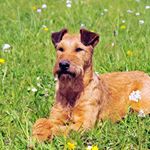 Profile Picture of Gary (@we_love_irish_terrier) on Instagram