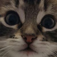 Profile Picture of Colleen Keller (@colleen-keller-11) on Quora