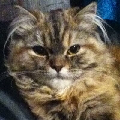 Profile Picture of Georgia Batchelor (@GeorgiaR144) on Twitter
