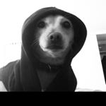 Profile Picture of Steven Speciale (@toypianocat) on Instagram