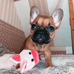 Profile Picture of Prantsuse buldog 💗 (@rosetta_frenchie) on Instagram