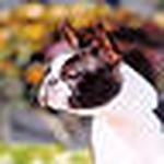 Profile Picture of The Adventures of Luna, Bella Luna (@The Adventures of Luna, Bella Luna) on Flickr