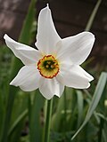 Profile Picture of Narcissus poeticuson Wikipedia