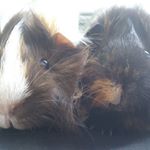 Profile Picture of Egbert and Alexander Marcus (@eggiandalex) on Instagram