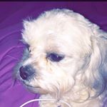 Milo The Dog - Instagram Profile Picture of Milo The Dog (@milo_pierce_hamm) on Instagram