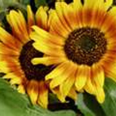 Profile Picture of Yolanda Braxton (@prettydeuceklub) on Twitter