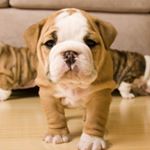 Profile Picture of IvanRobinson13 (@its_yoi_boi_ivan) on Instagram