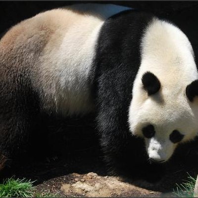 Profile Picture of Corey Cho (@coreycho3) on Twitter