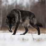 Profile Picture of Marcus Ramsey (@142nd_bartlett_louch) on Instagram