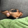 Profile Picture of Scott Black (@@mnbeagle) on Tiktok