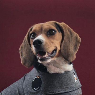 Profile Picture of Lori Sharpe (@LoriSha89419189) on Twitter