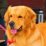 Golden Retrievers - Instagram Profile Picture of Golden Retrievers (@igor_golden) on Instagram