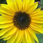 Profile Picture of Paula (@paula_c_bradley) on Instagram