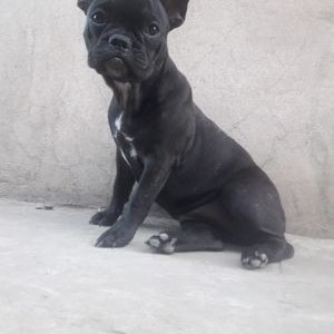 Profile Picture of Carlos Pique (@CarlosPique1) on Twitter