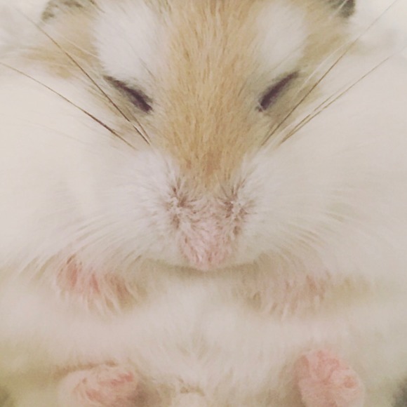 Profile Picture of Jannette Shin (@chickentails) on Poshmark