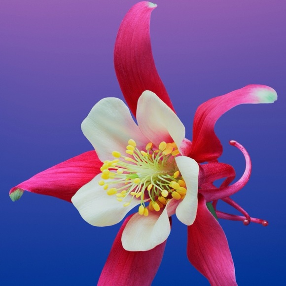 Profile Picture of Velia Borbonio (@veliaborbonio) on Poshmark