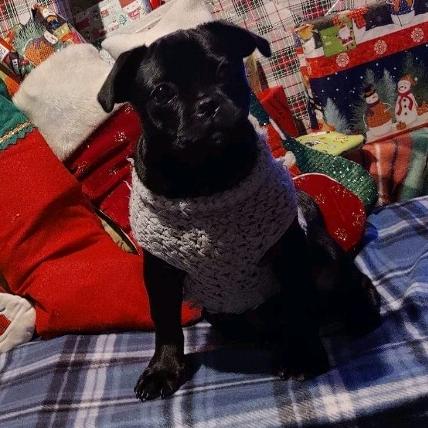 Profile Picture of Tik Toker (@wolf_ultama) on Tiktok