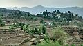 Profile Picture of Simalkoton Wikipedia