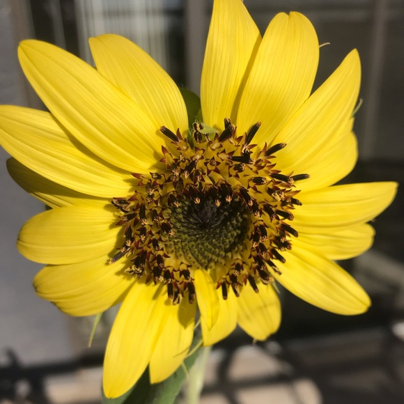 Profile Picture of Crystal Morones (@cann95) on Poshmark