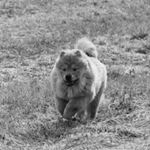 Profile Picture of Tina og Jim Rune Venn Krogstad (@vennaskogenskennel) on Instagram