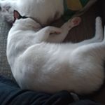 Profile Picture of Jeremy Lye (@jemlye) on Instagram