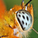 Profile Picture of Steven Maerz (@Steven Joseph Maerz) on Flickr