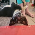 Profile Picture of Claren Wilson Mulhall (@artemis.summer.atla) on Instagram