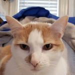 Profile Picture of Christine Tartaglia (@sistine_barfbaglia) on Instagram