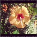 Profile Picture of Barry Pecora (@snowballcamdencp) on Instagram