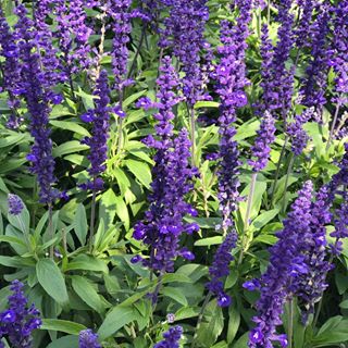 Profile Picture of Chloe Chiu (@chloe.chiu.96387) on Facebook