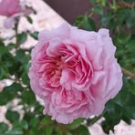 Frances Roberts - Facebook Profile Picture of Frances Roberts (@Frances-Roberts) on Facebook