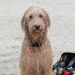 Profile Picture of JoAnn Hodgson (@3doglife) on Pinterest