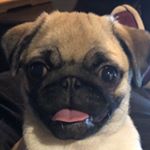 Profile Picture of Dixie Pugs (@dixiepugs) on Instagram