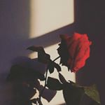 Profile Picture of rosela.army (@rosela.army) on Instagram