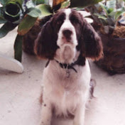 Profile Picture of Daniel Gal (@danielgal5165) on Youtube