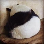 aliiiisherman - Instagram Profile Picture of aliiiisherman (@alishermannnnn) on Instagram