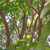 Profile Picture of Noel Lorenzo (@noellorenzo4372) on Youtube