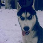 Profile Picture of Richard Mattson (@hethenrabbit) on Instagram