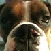 Profile Picture of Steve Chisholm (@swchisholm) on Pinterest