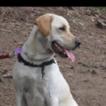 Profile Picture of Brian Rasmussen (@73captain) on Instagram