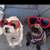 Profile Picture of 🤍jeter and hazel🤍 (@mydogsareperfect) on Tiktok