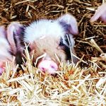 Profile Picture of Patrick Keen (@pimbury_pigs) on Instagram