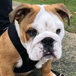 Profile Picture of Douglas Beasley Batchelor (@douglasbeasleybritishbulldog) on Instagram