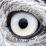 Profile Picture of Robert Wilson (@calloused finger tip) on Flickr